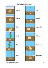 Die-Tulpe-im-Jahreslauf-3.pdf